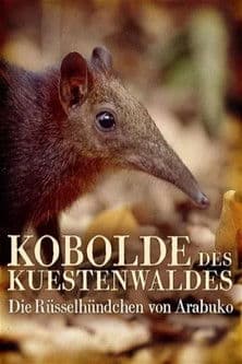 Kobolde des Küstenwaldes - Die Rüsselhündchen von Arabuko